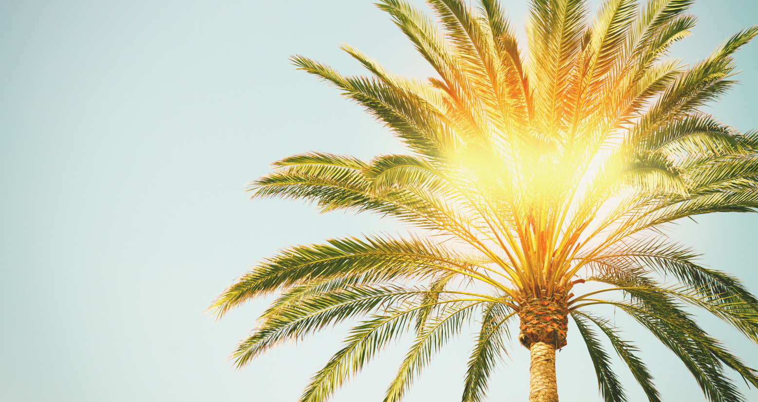 Palm Tree with Sunshine